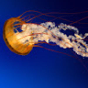 Meet your Posher, Denilson